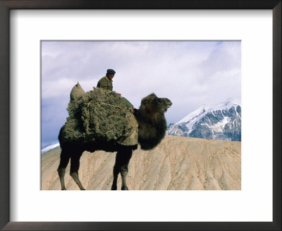 Tadjik Camel Driver On The Silk Road, China by Keren Su Pricing Limited Edition Print image