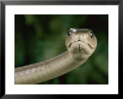 Black Mamba Snake (Dendroaspis Polylepis Polylepis) by George Grall Pricing Limited Edition Print image