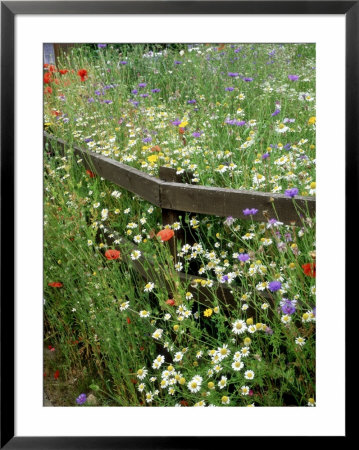 Colourful Planting Of Wildflowers by Ron Evans Pricing Limited Edition Print image