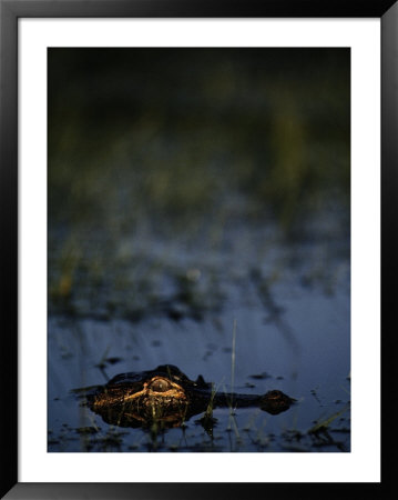 American Alligator by Raymond Gehman Pricing Limited Edition Print image