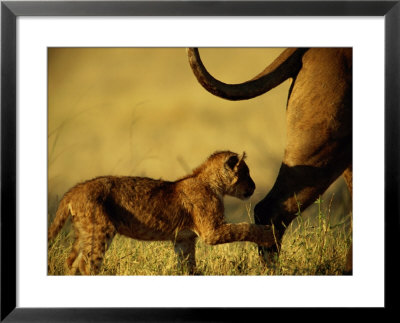 African Lion Cub (Panthera Leo) Follows Its Mother by Beverly Joubert Pricing Limited Edition Print image