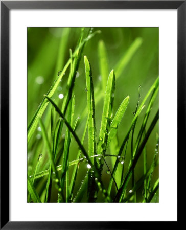 Blades Of Grass With Dewdrops by Dirk Olaf Wexel Pricing Limited Edition Print image