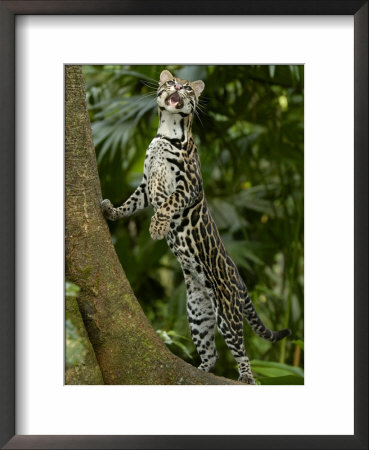Ocelot (Felis / Leopardus Pardalis) Amazon Rainforest, Ecuador by Pete Oxford Pricing Limited Edition Print image