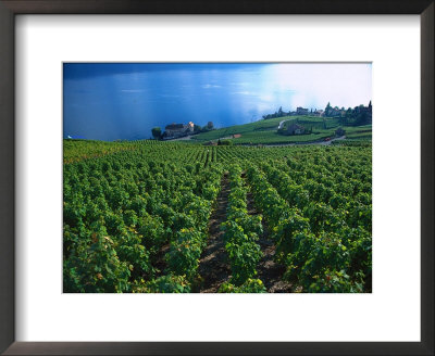 Grape Vineyards, Lake Geneva, Switzerland by Phyllis Picardi Pricing Limited Edition Print image