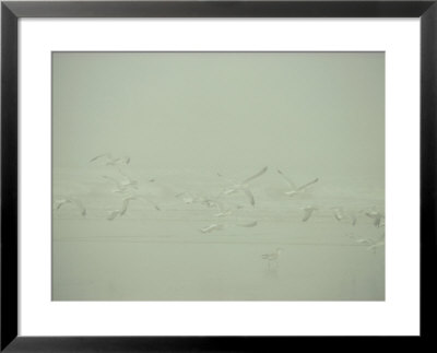 A Flock Of Seagulls Fly Over A Beach On A Misty Day by Jodi Cobb Pricing Limited Edition Print image