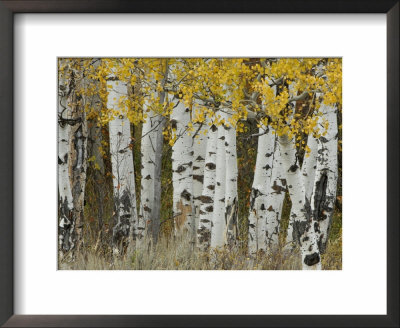 Aspen Trees In Autumn, Grand Teton National Park, Wyoming, Usa by Rolf Nussbaumer Pricing Limited Edition Print image