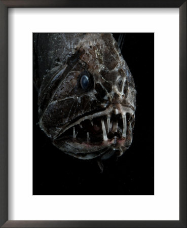 Fangtooth, Bathypelagic Fish (Anoplogaster Cornuta), Deep Sea Atlantic Ocean by David Shale Pricing Limited Edition Print image
