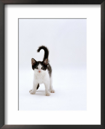 Domestic Cat, 4-Month, Black-And-White Kitten by Jane Burton Pricing Limited Edition Print image