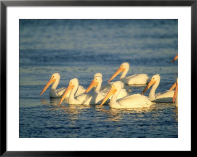 American White Pelican, Flock, Mexico by Patricio Robles Gil Pricing Limited Edition Print image