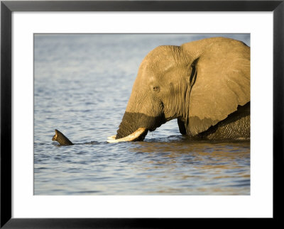 African Elephant, Adult In Water, Botswana by Mike Powles Pricing Limited Edition Print image