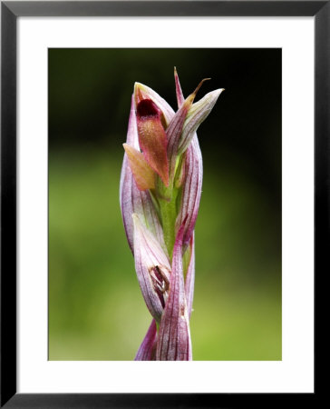 Lesser Tongue Orchid, Flowers Close Up, Uk by David Clapp Pricing Limited Edition Print image
