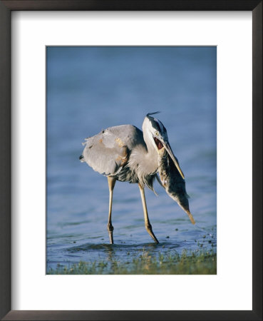 Great Blue Heron With A Fish In Its Mouth by Roy Toft Pricing Limited Edition Print image