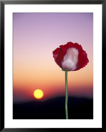 Opium Poppy At Sunset, Thailand by John & Lisa Merrill Pricing Limited Edition Print image