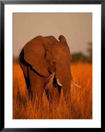 African Elephant Eating Grass by Beverly Joubert Pricing Limited Edition Print image