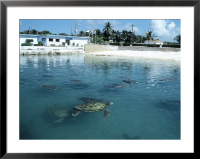 Green Sea Turtles, Turtle Farm, Grand Cayman by Anne Flinn Powell Pricing Limited Edition Print image