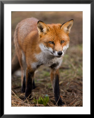 Red Fox, Head On Full-Body Portrait, Lancashire, Uk by Elliott Neep Pricing Limited Edition Print image