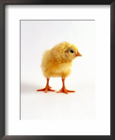 Yellow Chick by Jane Burton Pricing Limited Edition Print image