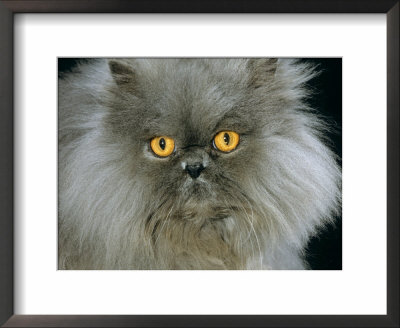 Domestic Cat, Blue Persian Longhair by Jane Burton Pricing Limited Edition Print image
