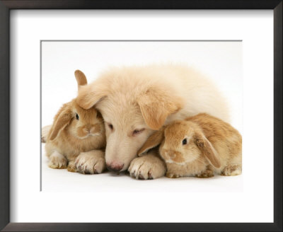 White German Shepherd Dog Puppy And Sandy Lop Baby Rabbits by Jane Burton Pricing Limited Edition Print image