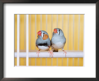 Spotted Sided Zebra Finches, Pair In Cage (Poephila / Taeniopygia Guttata) by Reinhard Pricing Limited Edition Print image