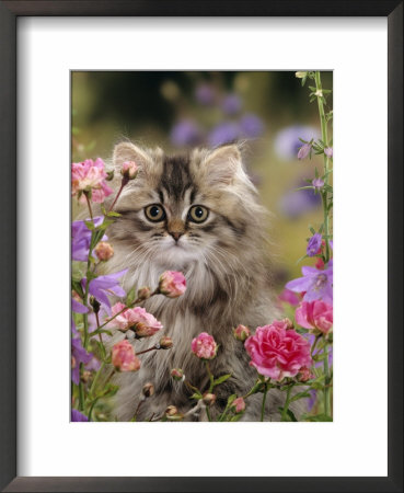 Domestic Cat, Portrait Of Long Haired Tabby Persian Kitten Among Dwarf Roses And Bellflowers by Jane Burton Pricing Limited Edition Print image