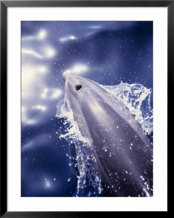 Bottlenose Dolphin, Porpoising, Canary Isles by Gerard Soury Pricing Limited Edition Print image