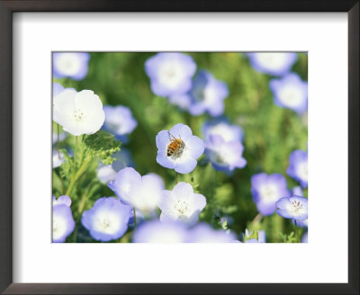 Bee Collecting Nectar From Spring Wild Flower, Santa Barbara Botanical Gardens, Santa Barbara, Usa by Marco Simoni Pricing Limited Edition Print image