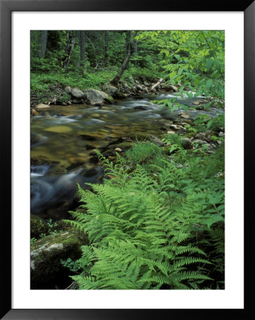 Lady Fern, Lyman Brook, The Nature Conservancy's Bunnell Tract, New Hampshire, Usa by Jerry & Marcy Monkman Pricing Limited Edition Print image