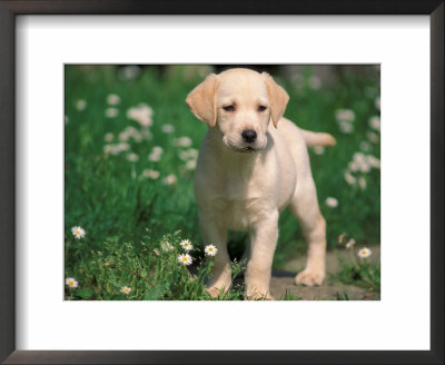 Young Labrador Retriever Portrait by Adriano Bacchella Pricing Limited Edition Print image