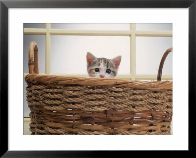 Kitten Peeking Out Of Basket by Leslie Harris Pricing Limited Edition Print image