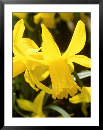 Narcissus, February Gold (Daffodil), Cyclamineus Group by Mark Bolton Pricing Limited Edition Print image