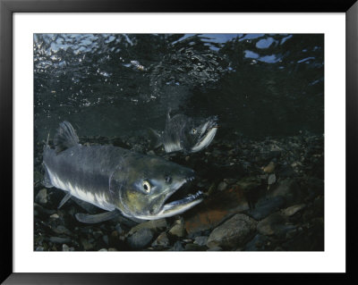 Underwater View Of Two Salmon by Karen Kasmauski Pricing Limited Edition Print image