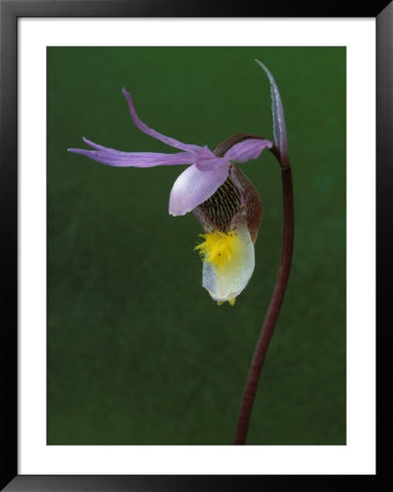 Calypso Orchid, Wilderness State Park, Michigan, Usa by Claudia Adams Pricing Limited Edition Print image