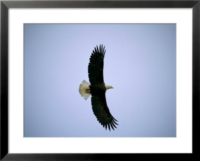 A Bald Eagle Flying by Joel Sartore Pricing Limited Edition Print image