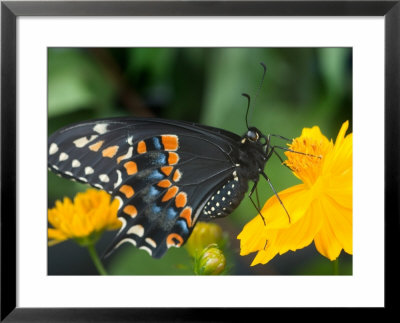Male Black Swallowtail On Yellow Cosmos, Florida by Maresa Pryor Pricing Limited Edition Print image