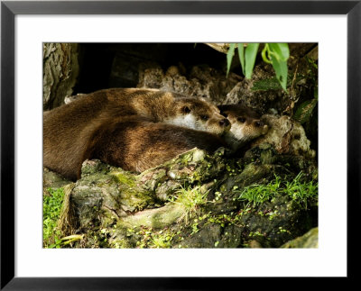 Pair Of Otters Curled Up At Base Of A Willow Tree, Earsham, Uk by Elliott Neep Pricing Limited Edition Print image