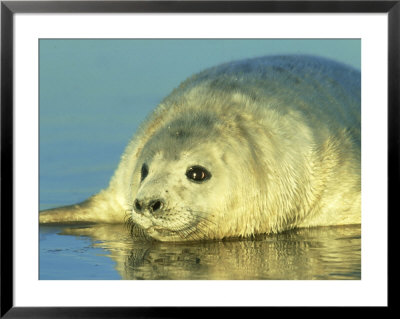 Grey Seal, Young Pup Close Up, Uk by Mark Hamblin Pricing Limited Edition Print image