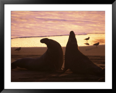 Elephant Seal Bulls, Mirounga Angustirostris, Ca by Robert Franz Pricing Limited Edition Print image