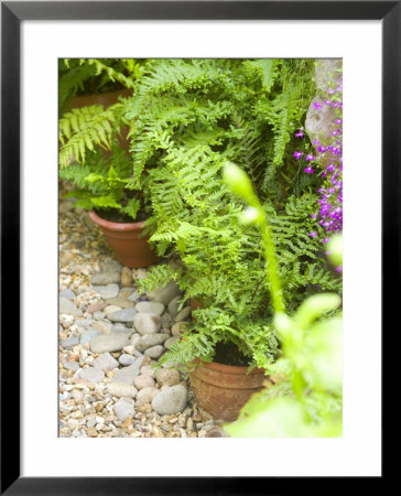 Ferns In Terracotta Containers Surrounded By Pebbles by Mark Bolton Pricing Limited Edition Print image