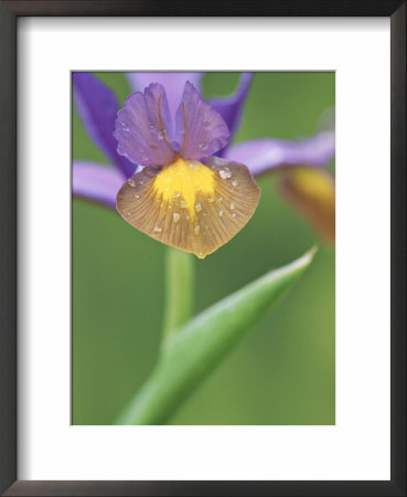 Dutch Iris by Ron Evans Pricing Limited Edition Print image