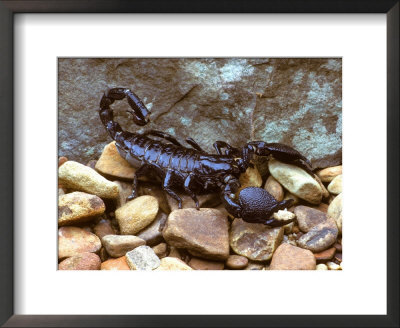 Scorpion by David M. Dennis Pricing Limited Edition Print image