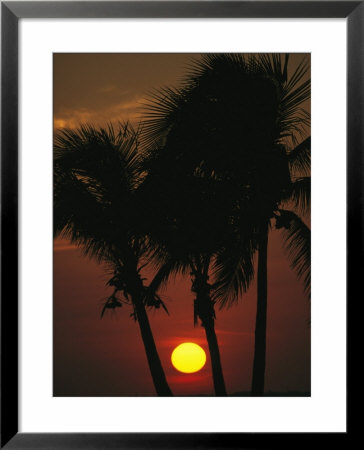 The Silhouette Of A Trio Of Palm Trees At Sunset by Klaus Nigge Pricing Limited Edition Print image