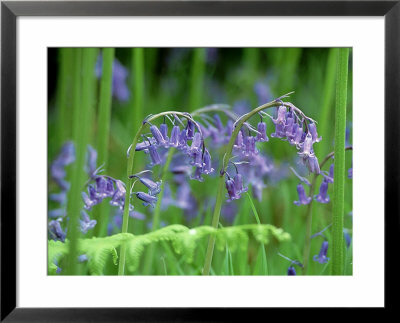 Bluebells, Inverness-Shire, Scotland by Iain Sarjeant Pricing Limited Edition Print image