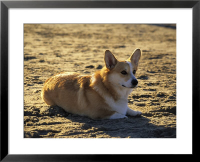 A Corgie On The Beach, Los Angeles, California, United States by Stacy Gold Pricing Limited Edition Print image