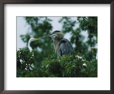 A Great Blue Heron Sits In A Treetop Near A Flock Of Great Egrets by George Grall Pricing Limited Edition Print image