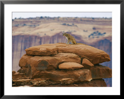 A Mountain Lion Pauses Atop A Cliff Ledge by Norbert Rosing Pricing Limited Edition Print image