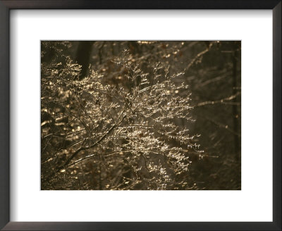 Morning Sun Glistens On Branches Glazed By An Overnight Ice Storm by Stephen St. John Pricing Limited Edition Print image