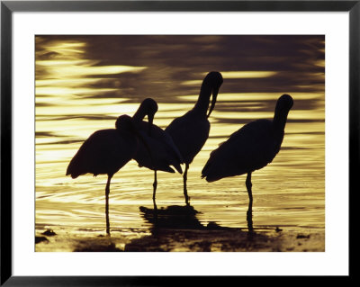 White Ibis, Near Tampa, Fl by Elizabeth Delaney Pricing Limited Edition Print image