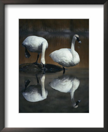 A Pair Of Trumpeter Swans Are Reflected In Shallow Water by Michael S. Quinton Pricing Limited Edition Print image