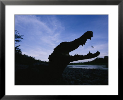 A Black Caiman On The Tuichi River Bank by Joel Sartore Pricing Limited Edition Print image